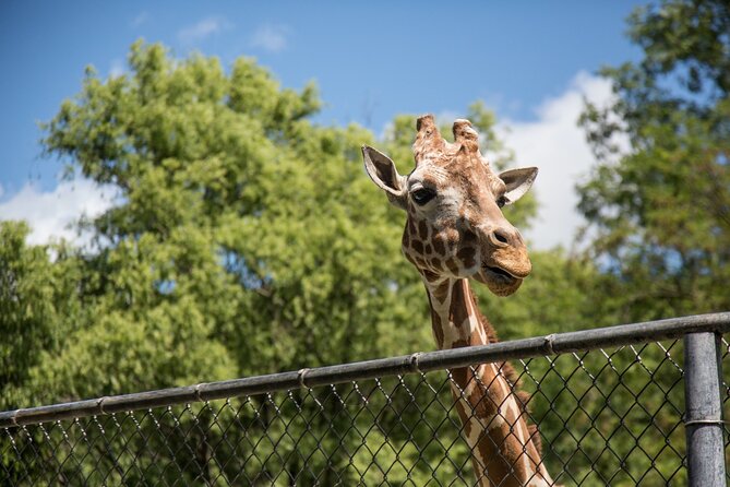 3Days New York City Tour With Professional Photographer - Day 3 Bronx Zoo Afternoon Shooting at 2 PM