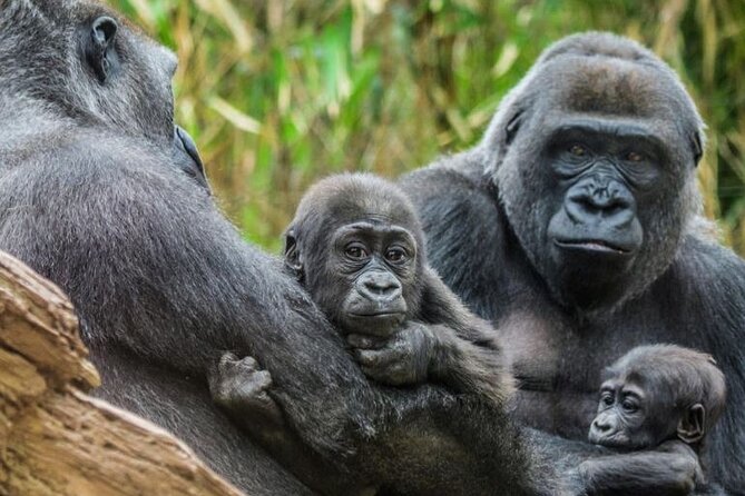 Bronx Zoo Admission Ticket - Price and value: what $28.95 gets you at the Bronx Zoo