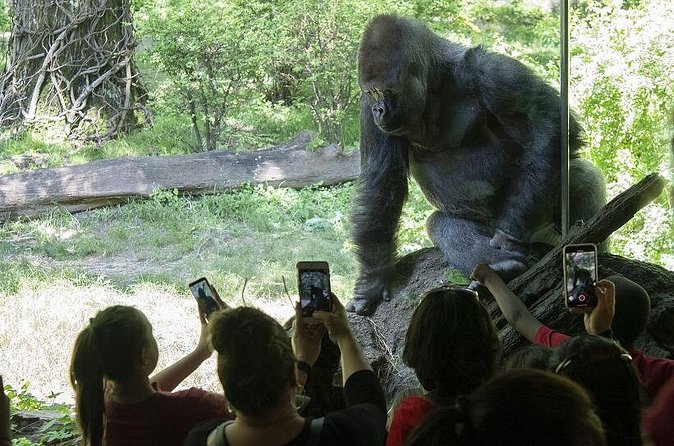 Bronx Zoo Admission Ticket - Timing matters: zoo hours, last entry, and the 4 PM exhibit close