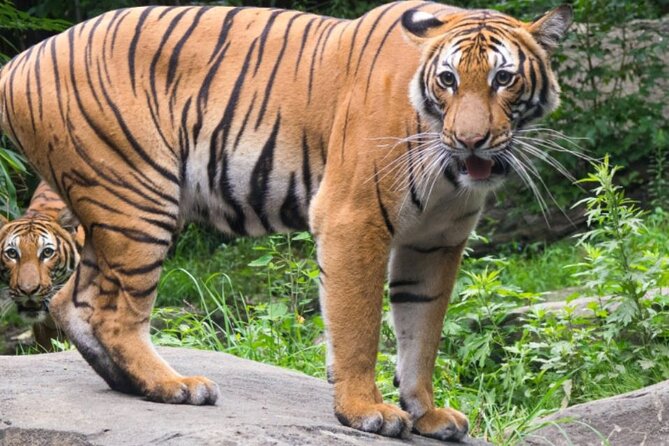 Bronx Zoo Admission Ticket - Your best route start: Congo Gorilla Forest and JungleWorld