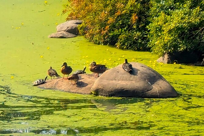 Brooklyn’s Oasis: Audio Guide to Prospect Park - Lincoln arch and the park watercourse: waterfalls and engineering