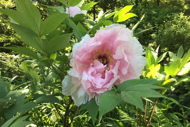 Central Park Guided Walking Tour - Plants, animals, and how to spot what’s there
