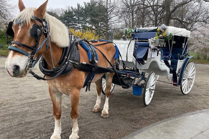 Central Park Horse Carriage Ride - Meeting Point at 1428 6th Ave, Then Back Again