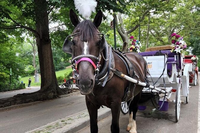 Central Park Horse Carriage Ride - What a Private Carriage Changes for Your Day