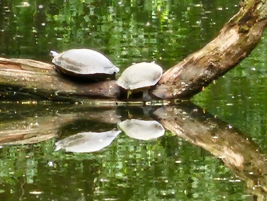 Central Park, NY: Nature, Architecture and Movie Scenes Tour - Tunnels, carvings, and the tiled arcade that show Central Park’s design brain
