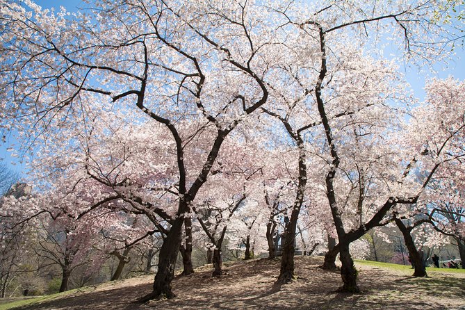 Central Park Photography Tour with Local Photographer - How the Met and American Museum of Natural History edges help your photos