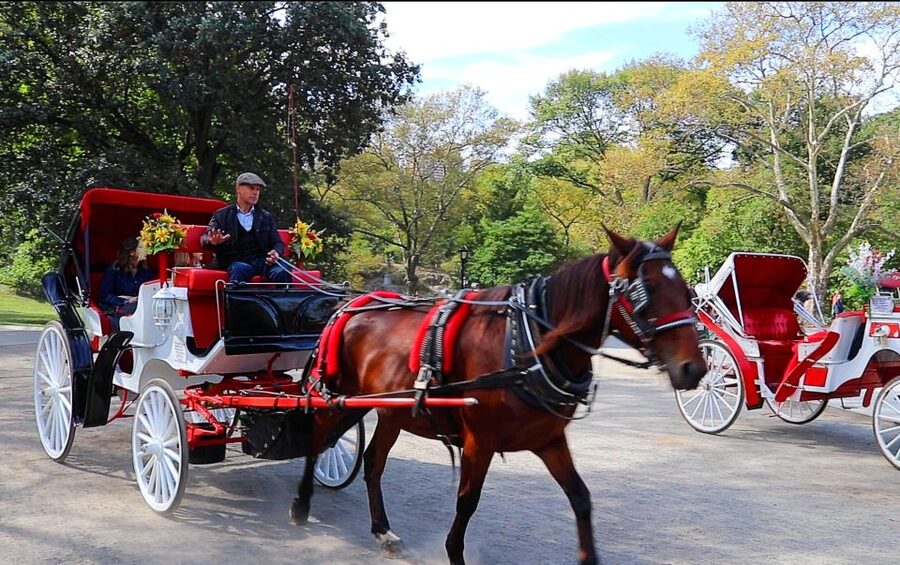 Central Park: Short Horse Carriage Ride (Up to 4 Adults) - Should You Book This Short Private Central Park Carriage Ride?