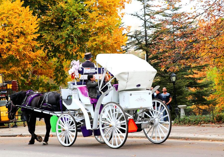 Central Park: Short Horse Carriage Ride (Up to 4 Adults) - The 20 to 25 Minute Loop: What You Actually See
