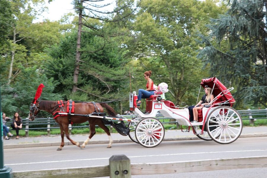 Central Park: Short Horse Carriage Ride (Up to 4 Adults) - Horse Comfort Details: Roof Options, Blankets, and How the Ride Feels