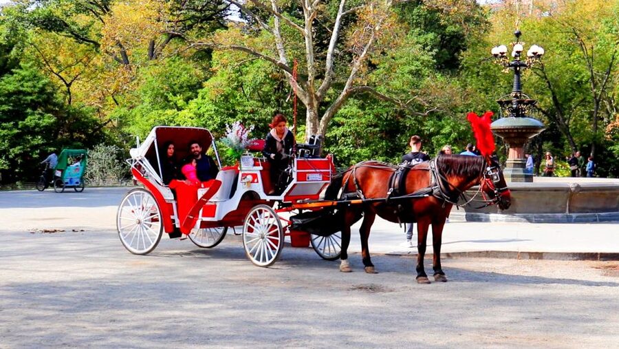 Central Park: Short Horse Carriage Ride (Up to 4 Adults) - Price and Value: $115 Per Group, and When It Makes Sense