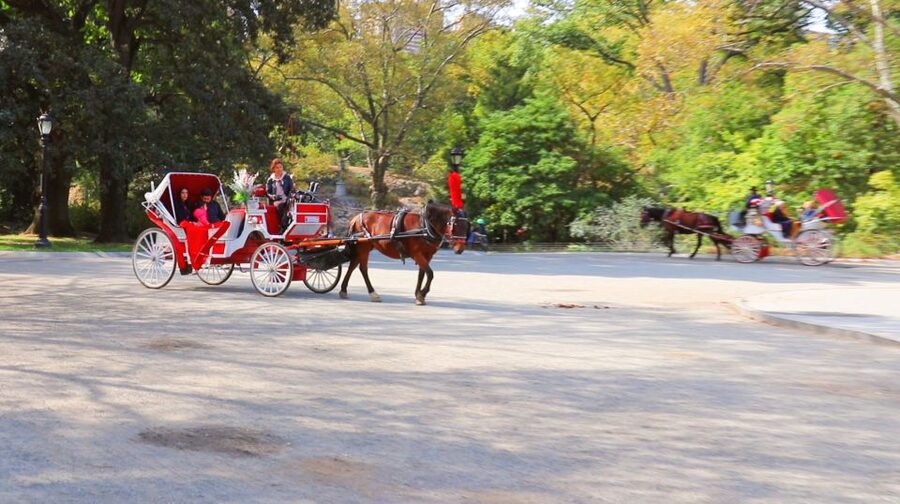 Central Park: Short Horse Carriage Ride (Up to 4 Adults) - Timing Tips: Evening Views, Seasonal Magic, and Avoiding Regret