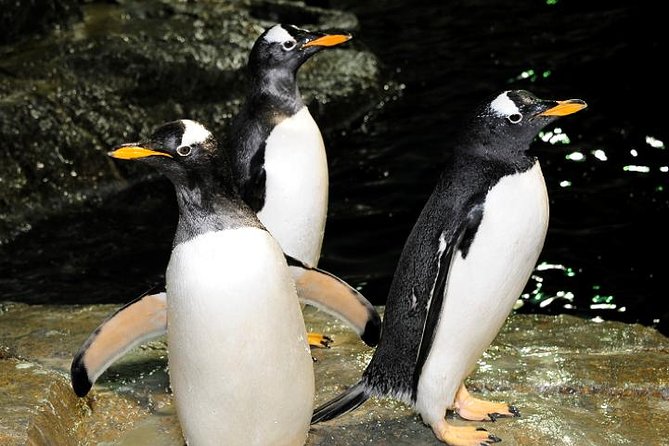 Central Park Zoo Admission Ticket with 4D Theater Access - Central Park Zoo in 90 Minutes, What You Actually See