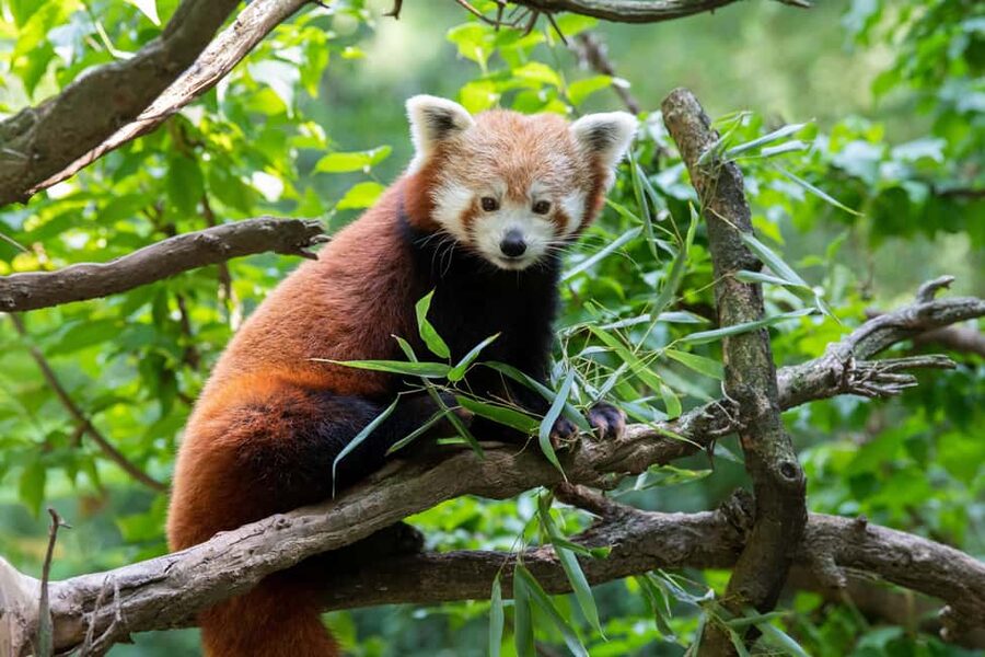 Central Park Zoo Entry Ticket - Key Takeaways Before You Go