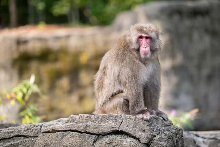 Central Park Zoo Entry Ticket - Central Park Zoo Entry Ticket: Quick Value Check at $22