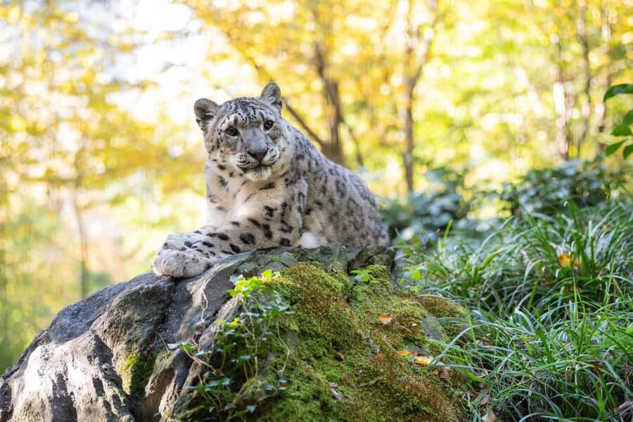 Central Park Zoo Entry Ticket - Tropic Zone: Two-Story Rainforest Habits and Eye-Catching Animals
