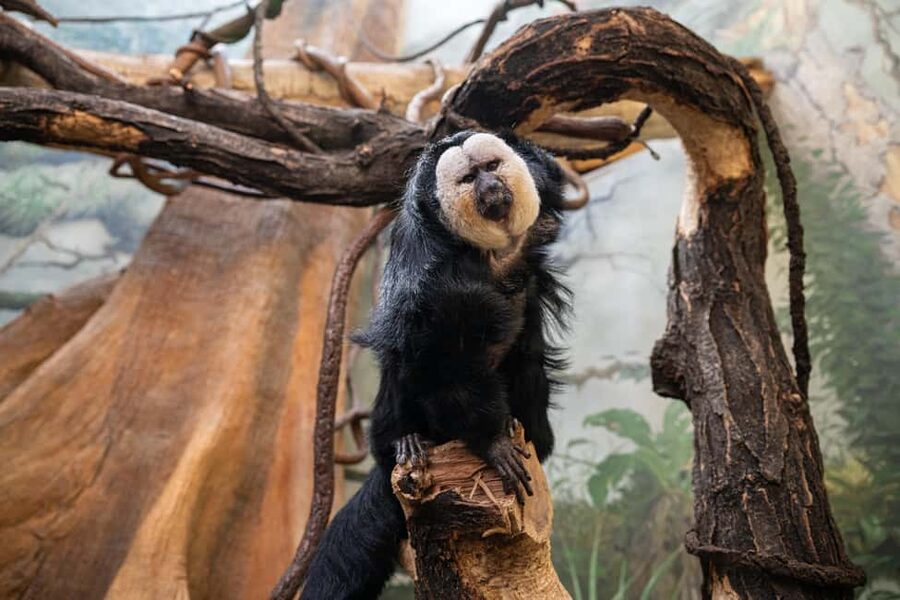 Central Park Zoo Entry Ticket - Food, Shopping, and Breaks Inside the Zoo