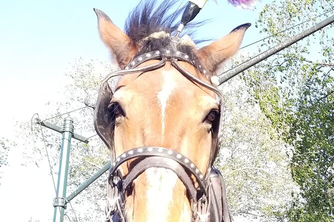 Full loop Private Horse Carriage Ride in Central Park 45 Minutes - Why a Central Park horse loop beats walking in 45 minutes