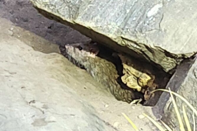Garbage and Rats in New York City Walking Tour - What Makes This Trash-and-Rats Tour Different
