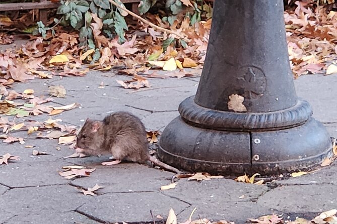 Garbage and Rats in New York City Walking Tour - DeLury Square and the 1968 Sanitation Strike