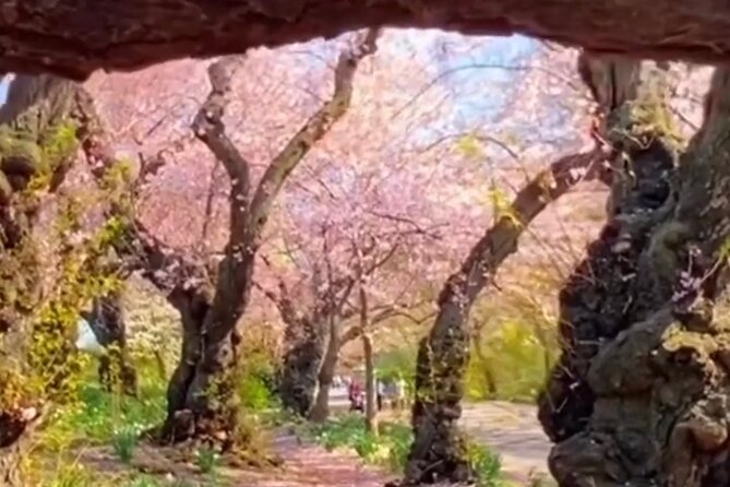 Gluten Free Walking Tour of Central Park NYC - Why this gluten-free Central Park tour is a smart idea