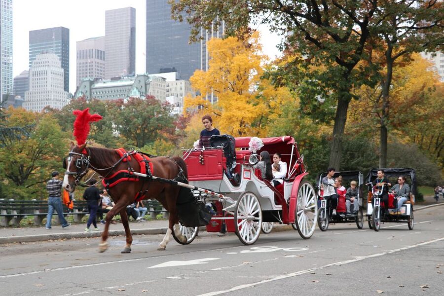 Manhattan: VIP Private Horse Carriage Ride in Central Park - Horse hooves, quiet views, and the Central Park rhythm