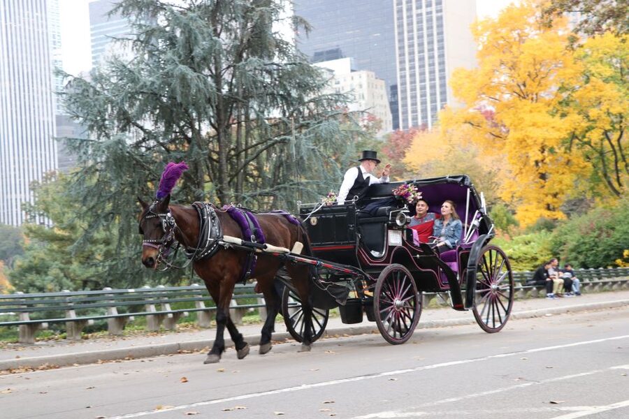 Manhattan: VIP Private Horse Carriage Ride in Central Park - Who should book this VIP ride?