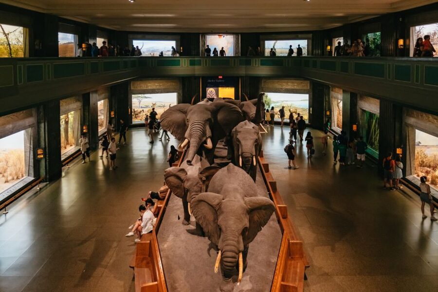 New York City: American Museum of Natural History Ticket - Key highlights to plan around