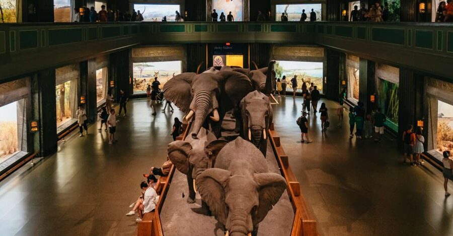 New York City: American Museum of Natural History Ticket - Why This AMNH Ticket Feels Like a Full NYC Day
