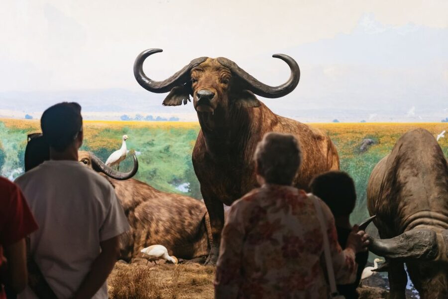 New York City: American Museum of Natural History Ticket - The Richard Gilder Center: Biodiversity, Ocean Life, and Modern Science