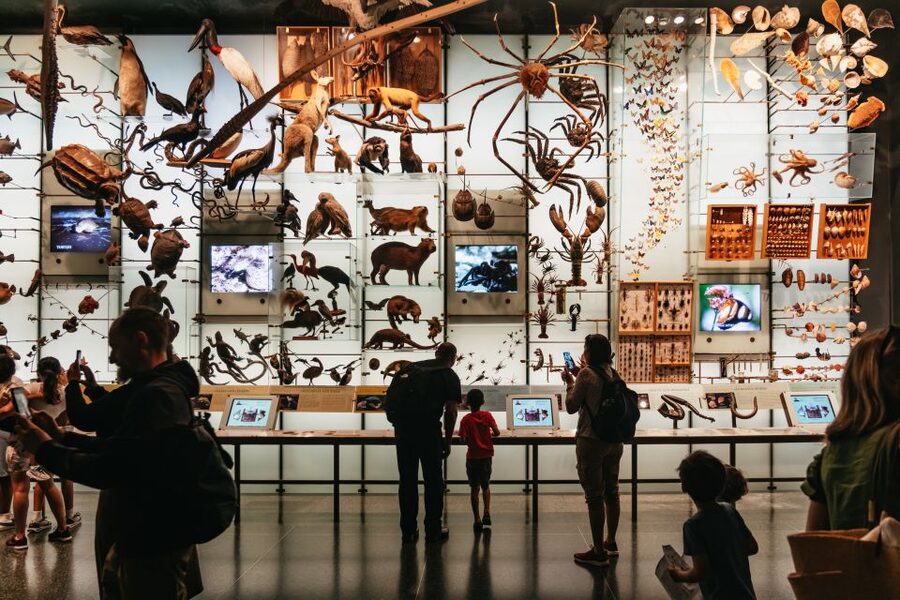 New York City: American Museum of Natural History Ticket - What Your Price Covers: Permanent Exhibits vs Ticketed Add-Ons