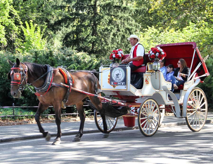 New York City: Central Park Horse Carriage 25-min Ride - Key details to know before you go