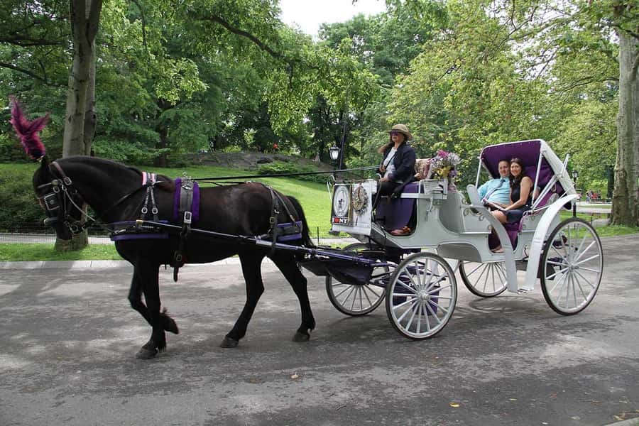 New York City: Central Park Horse Carriage 25-min Ride - Why the driver and pace matter more than you think