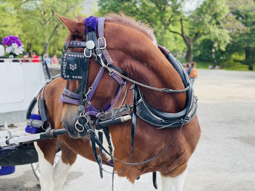 New York City: Central Park Private Horse and Carriage Tour - The VIP option: why the photo stops change the whole feel
