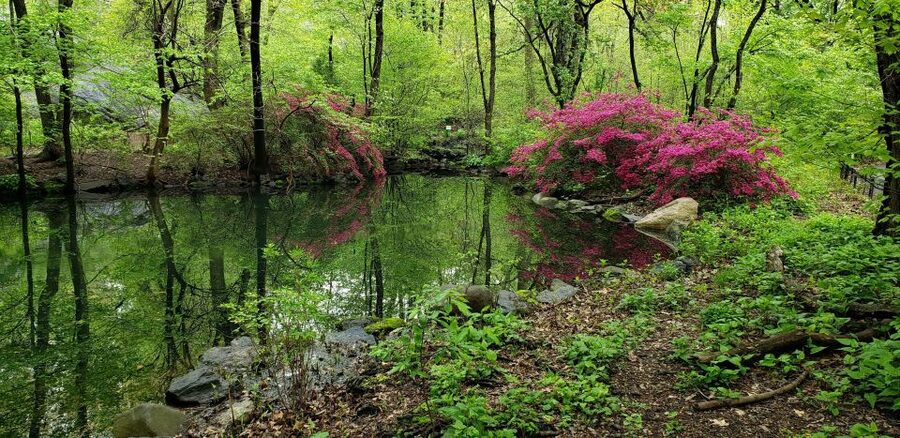 New York City: Central Park Walking Tour - Photography stops: how to get great shots without turning the walk into a chore
