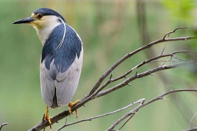 New York Urban Wildlife Sunset Boat Tour - Why this Hudson and East River wildlife cruise beats a standard sightseeing loop