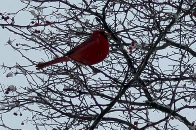 NYC Beginner Private Birdwatching Tour - Key highlights to expect on this Central Park bird tour