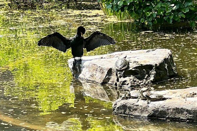 NYC Beginner Private Birdwatching Tour - Binoculars, pace, and small practical tips that make a difference