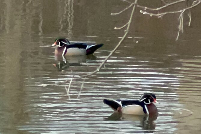 NYC Beginner Private Birdwatching Tour - Bethesda Terrace start: what you do in the first 10 minutes