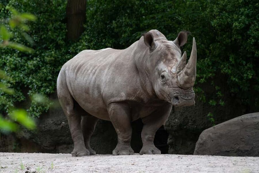 NYC: Bronx Zoo Entry Ticket - Key highlights I’d center in your plan