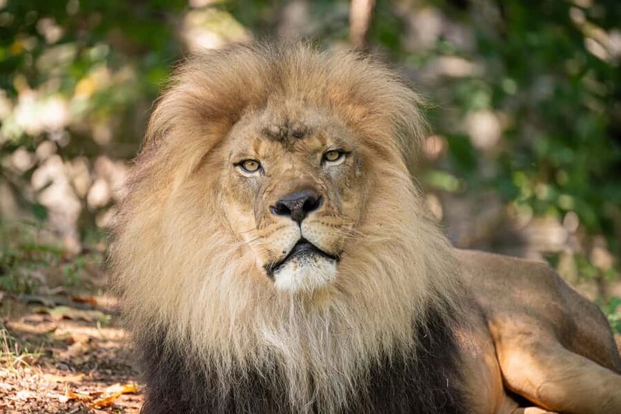 NYC: Bronx Zoo Entry Ticket - Tiger Mountain, African Plains, and Himalayan Highlands