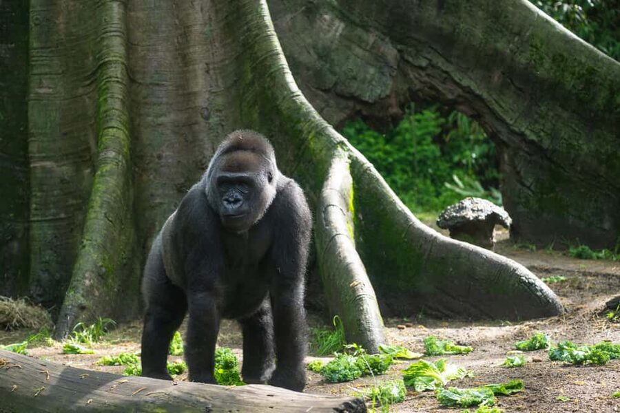 NYC: Bronx Zoo Entry Ticket - World of Darkness (reopened in 2025): nocturnal animals in the spotlight