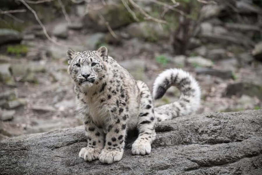 NYC: Bronx Zoo Entry Ticket - World of Reptiles: crocodiles, anacondas, and king cobras