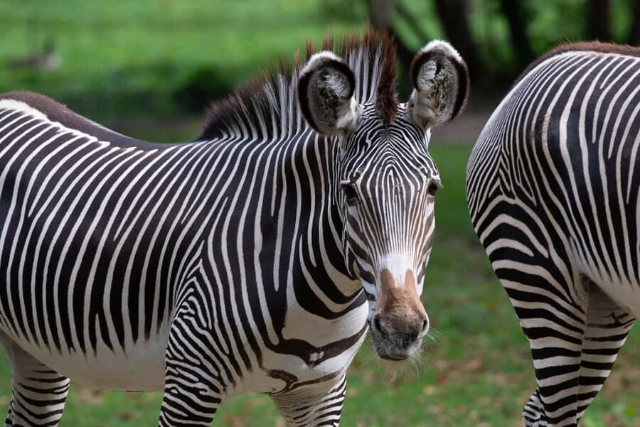 NYC: Bronx Zoo Entry Ticket - Family add-ons and seasonal stops: Bug Carousel, JungleWorld, and more