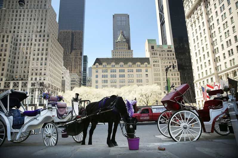 NYC: Central Park Christmas Lights Horse-Drawn Carriage Ride - What’s Included: Blankets, Carrots, and a Live English Guide