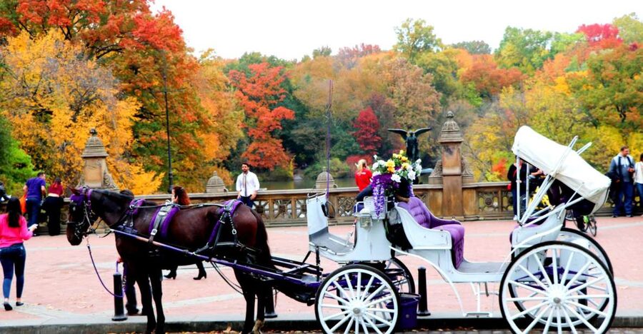 NYC: Central Park Horse-Drawn Carriage Ride (up to 4 Adults) - Key things that make this Central Park carriage ride work
