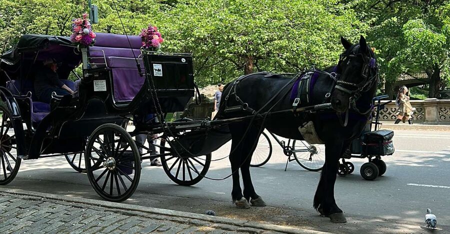 NYC Empire State Horse Carriage Ride in Central Park(45mins) - Winter Blankets, Chill Weather Comfort, and Central Park’s Mood