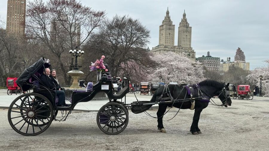 NYC Empire State Horse Carriage Ride in Central Park(45mins) - Cost and Value: Does $140 Per Group Make Sense?