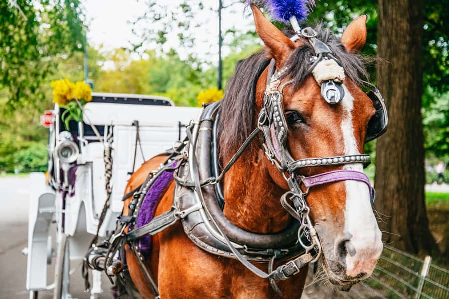 NYC: Guided Central Park Horse Carriage Ride - Cherry Hill (Friends Fountain) and the shot you can frame for years