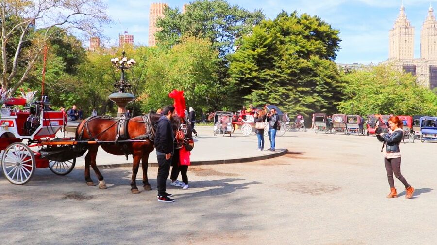 NYC: Guided Standard Central Park Carriage Ride (4 Adults) - Key Things You Should Know Before You Go