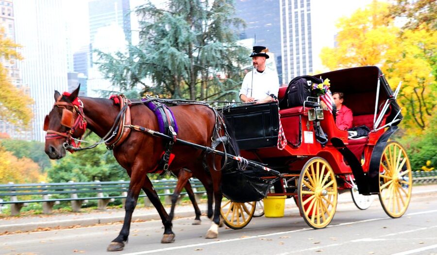 NYC: Guided Standard Central Park Carriage Ride (4 Adults) - The Guide Makes It Worth the Cost, Not Just the Ride